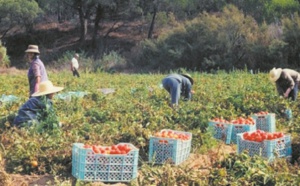 Hausse de plus de 7% du PIB agricole à 125 MMDH