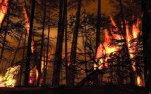 Plusieurs incendies et morts d’hommes en une semaine : Les forêts d'Essaouira ravagées par les flammes