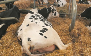 Bouchaib Laghzani, gagnant du concours d’animaux Catégorie bovin
