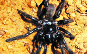 La plus vieille araignée du monde est morte