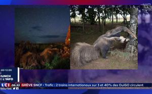 Insolite : ​ ​​Une photo primée sur la vie sauvage montrait en fait un animal empaillé
