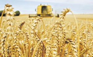 Les droits de douane sur l'importation du blé tendre montent au firmament