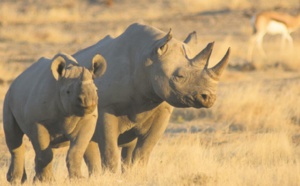 L'Homme aux Philippines dès 700.000 ans? La piste du rhinocéros