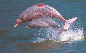 Disparition rapide des dauphins d’eau douce d’Amazonie