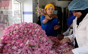 Tinghir, capitale de la rose à parfum