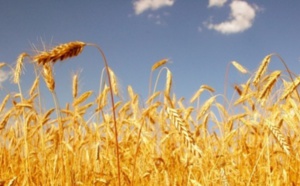 Echange marocco-allemand sur les marchés et technologies de céréales