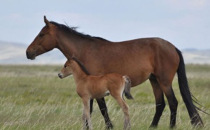Le cheval, l'animal qui a changé le profil ethnique de l'Eurasie