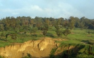 Le patrimoine forestier victime d’une véritable hécatombe