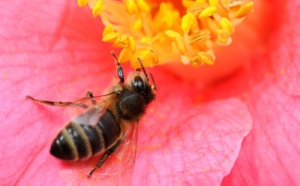 Des produits toxiques pour les abeilles en vente au Maroc
