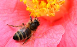 Des produits toxiques pour les abeilles en vente au Maroc