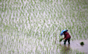 Plus de CO2 dans l'air, moins de nutriments  dans le riz