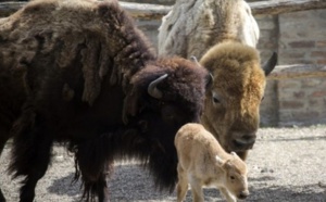 ​Insolite : Naissance d’une bisonne blanche
