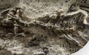 Indentification d’un vieil ancêtre aux lézards et aux serpents