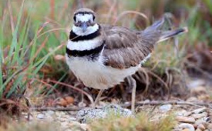 Insolite : ​Nid perturbateur
