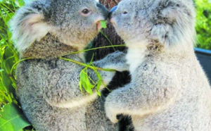 Le génome du koala séquencé, un atout pour sa protection