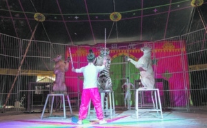 En Chine, des cirques accros à leurs animaux sauvages