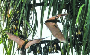 Chauves-souris, varans... et canons aux îles Ehotilé