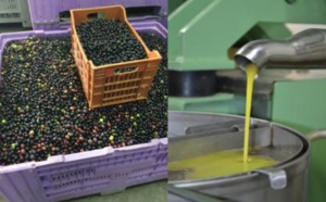 Journée d’étude à Marrakech sur les contraintes et les perspectives du secteur oléicole et de l’huile d’olive