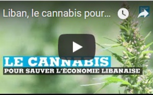 Liban, le cannabis pour sauver l'économie