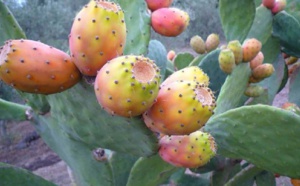 Le cactus fait face à une redoutable menace