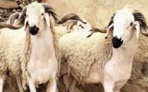 Sensibilisation et formation des professionnels abatteurs et apprentis bouchers