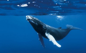La vie marine sauvage est en train de disparaître