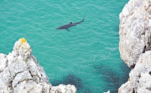 En Méditerranée ou en Bretagne, le requin pèlerin garde sa part de mystère