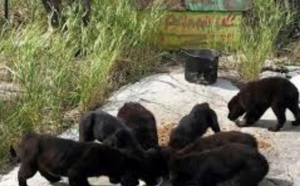 Insolite : Des chiots sur une île déserte