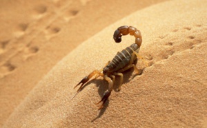 Plan d’action contre les piqûres de scorpion et morsures de serpent