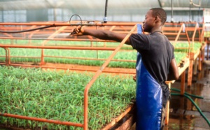 La création d’emplois décents dans l’agriculture réduirait la migration des jeunes