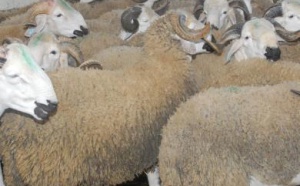 Aïd El Kébir : la générosité convertie en produits de commerce