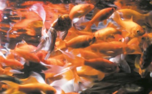 A l'Aquarium de Paris, un refuge pour poissons rouges abandonnés