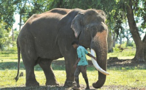 Sur la ligne de front entre hommes et éléphants en Inde