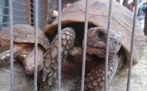 Les marchés marocains de la faune accusés de maltraitance