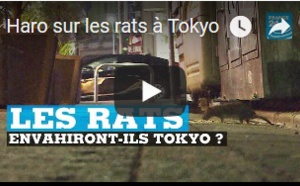 Haro sur les rats à Tokyo