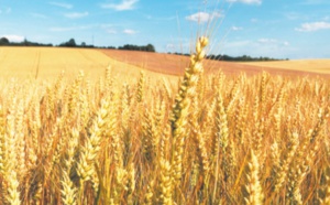 La production céréalière mondiale à son niveau le plus bas depuis trois ans