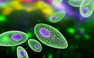 Nouveau test de diagnostic rapide de la toxoplasmose