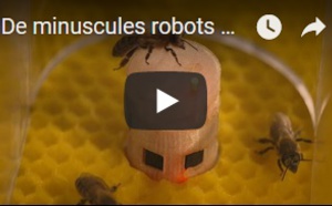 De minuscules robots européens communiquent avec les abeilles