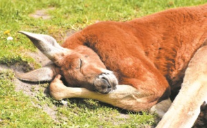 Sécheresse de tous les dangers pour les kangourous et émeus d'Australie
