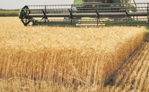 Les prévisions de production et de stocks de céréales revues à la hausse