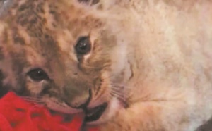 Le selfie avec un lionceau, une tendance qui se développe