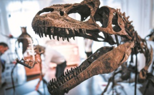 Insolite : Pas d'acheteur pour les deux dinosaures aux enchères à Paris