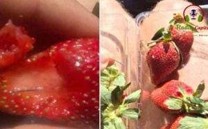Insolite  : Mystère des fraises piégées