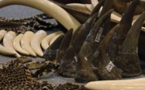 Insolite : Cornes de rhinocéros