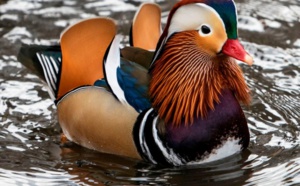 Insolite : Canard mandarin