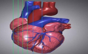Des cœurs humains développés en laboratoire