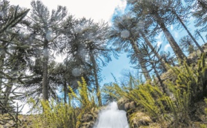 Au Chili, le risque d'une hécatombe plane sur les forêts de pins millénaires