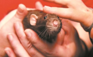 Insolite : Des rats au Parlement