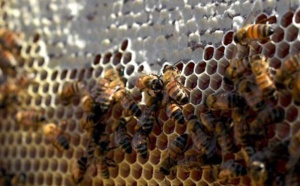 Un vaccin pour les abeilles face à “l'apocalypse des insectes”
