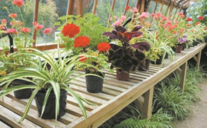 Des plantes d’intérieur pour lutter contre la pollution